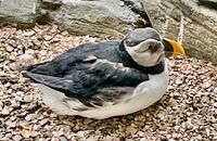 Papageitaucher im Zoo Bern