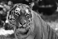 Sibirischer Tiger Irina_Foto_Zoo Hoyerswerda